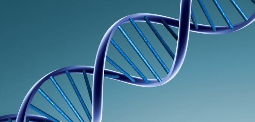 Човешка ДНК
